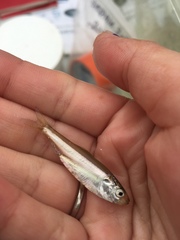 Alosa pseudoharengus