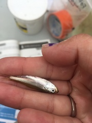 Alosa pseudoharengus