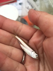 Alosa pseudoharengus