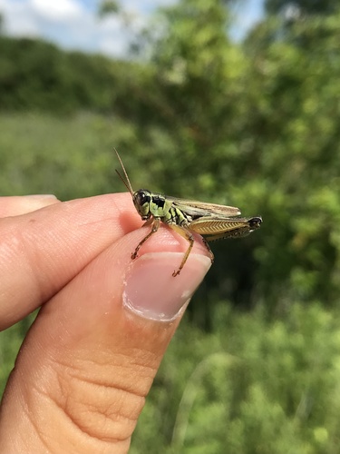 Northern Spur-throat Grasshopper photo 3