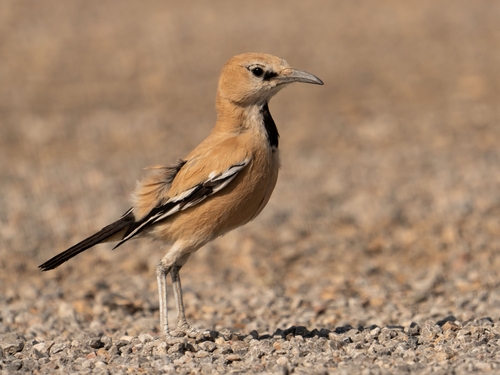 Iranian Ground Jay (Podoces pleskei)