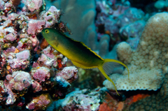 Tonga Fangblenny photo 2