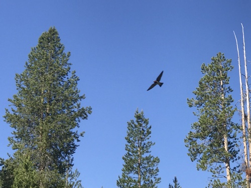 iNaturalist observation photo of Cliff Swallow