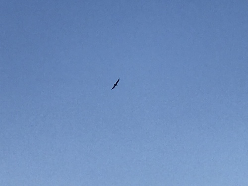 iNaturalist observation photo of Bald Eagle