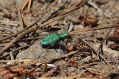 Cicindela tranquebarica sierra