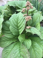 Rodgersia