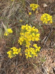 Erysimum asperum