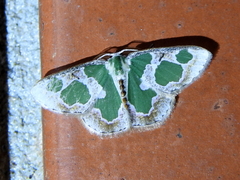 Oospila leucothalera