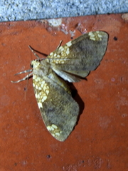 Ochrodota