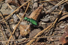 Cicindela tranquebarica sierra