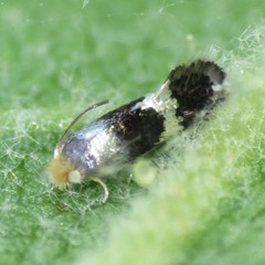 Ectoedemia