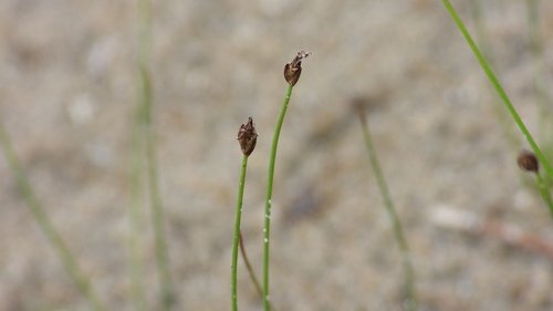Image of Eleocharis quinqueflora by (c) Dan MacNeal, some rights reserved (CC BY)