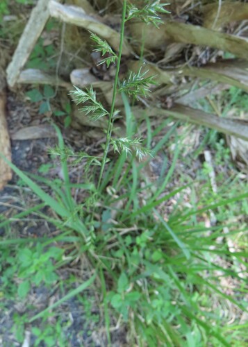 Image of Shiny Woodoats (Chasmanthium nitidum) by no rights reserved