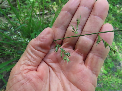 Image of Shiny Woodoats (Chasmanthium nitidum) by no rights reserved