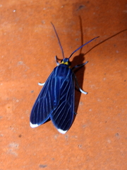 Ctenucha
