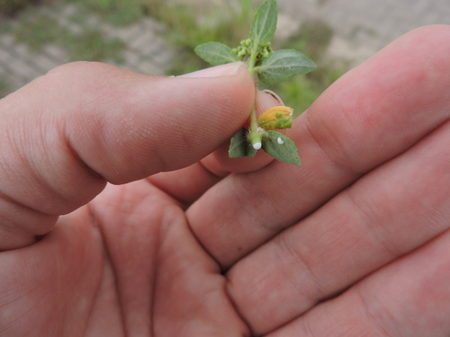 Image of Euphorbia dioeca by (c) Fabrício Mil Homens Riella, some rights reserved (CC BY)
