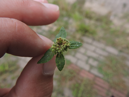 Image of Euphorbia dioeca by (c) Fabrício Mil Homens Riella, some rights reserved (CC BY)