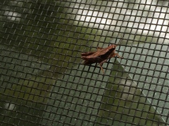 Tettigidea