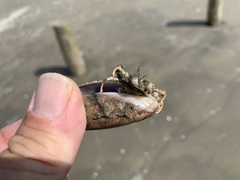 Isocheles wurdemanni