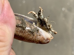 Isocheles wurdemanni