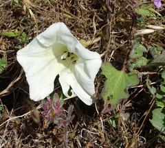 Calystegia collina