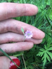 Geranium bicknellii