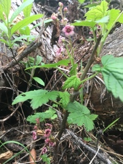 Ribes laxiflorum