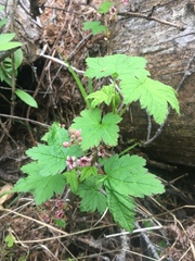 Ribes laxiflorum