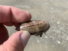 Isocheles wurdemanni