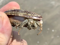 Isocheles wurdemanni