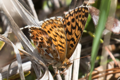 Boloria freija