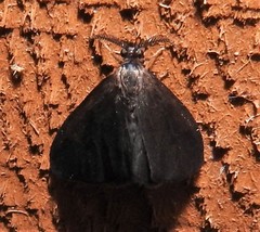Cryptothelea nigrita