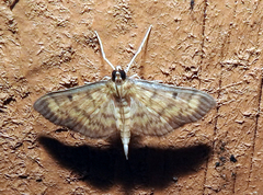 Herpetogramma fluctuosalis