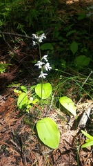 Galearis rotundifolia