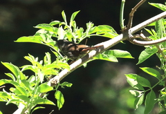 Passerella iliaca stephensi