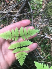 Gymnocarpium dryopteris
