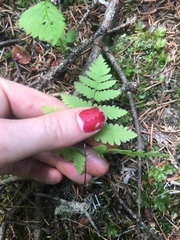 Gymnocarpium dryopteris