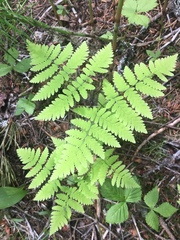 Gymnocarpium dryopteris