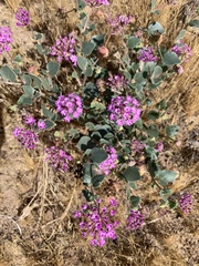 Abronia angustifolia