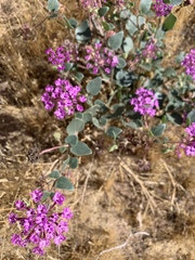 Abronia angustifolia