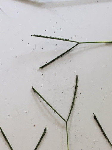 Paspalum minus observed 2024-07-08
