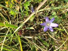 Brodiaea terrestris