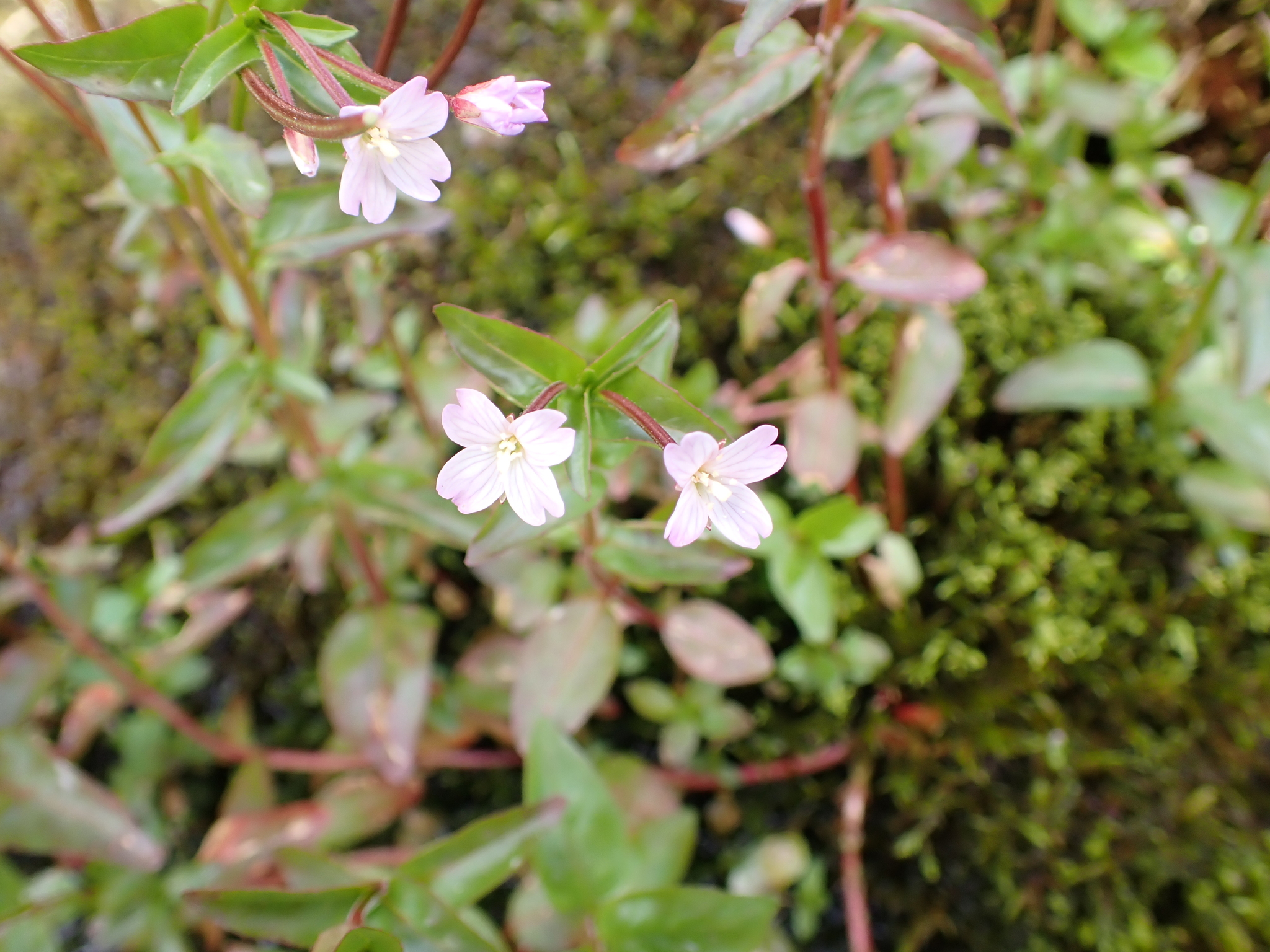 Imagem de Não há um nome popular amplamente reconhecido para "Epilobium hornemannii" no Brasil