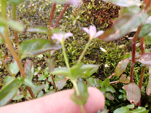 Foto de Epilobium hornemannii