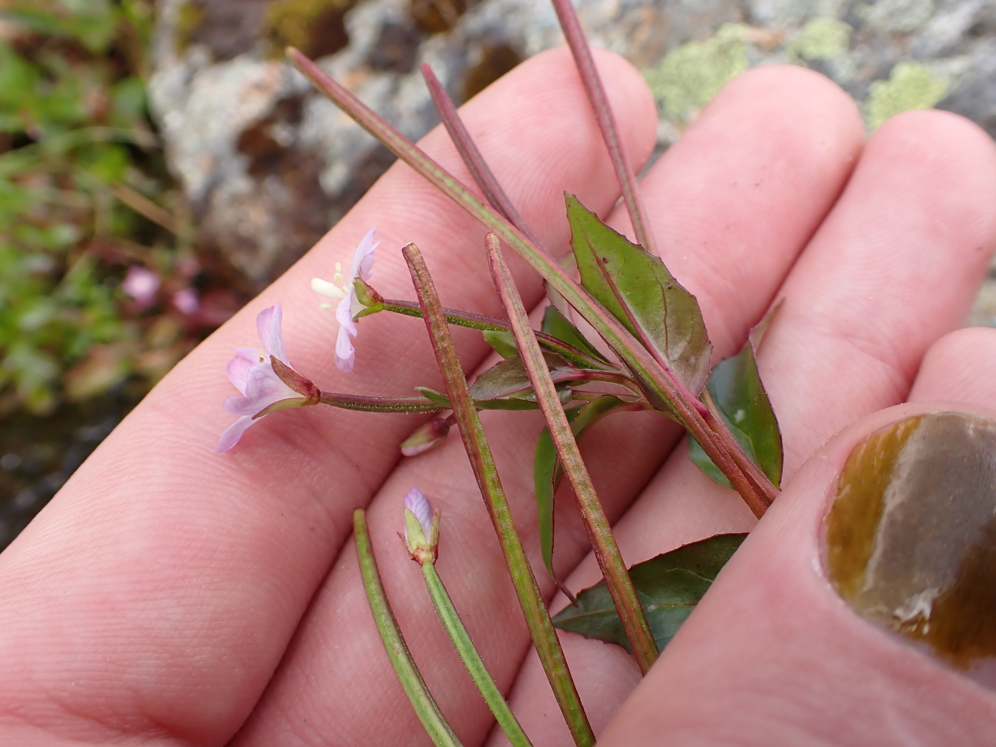Imagem de Não há um nome popular amplamente reconhecido para "Epilobium hornemannii" no Brasil