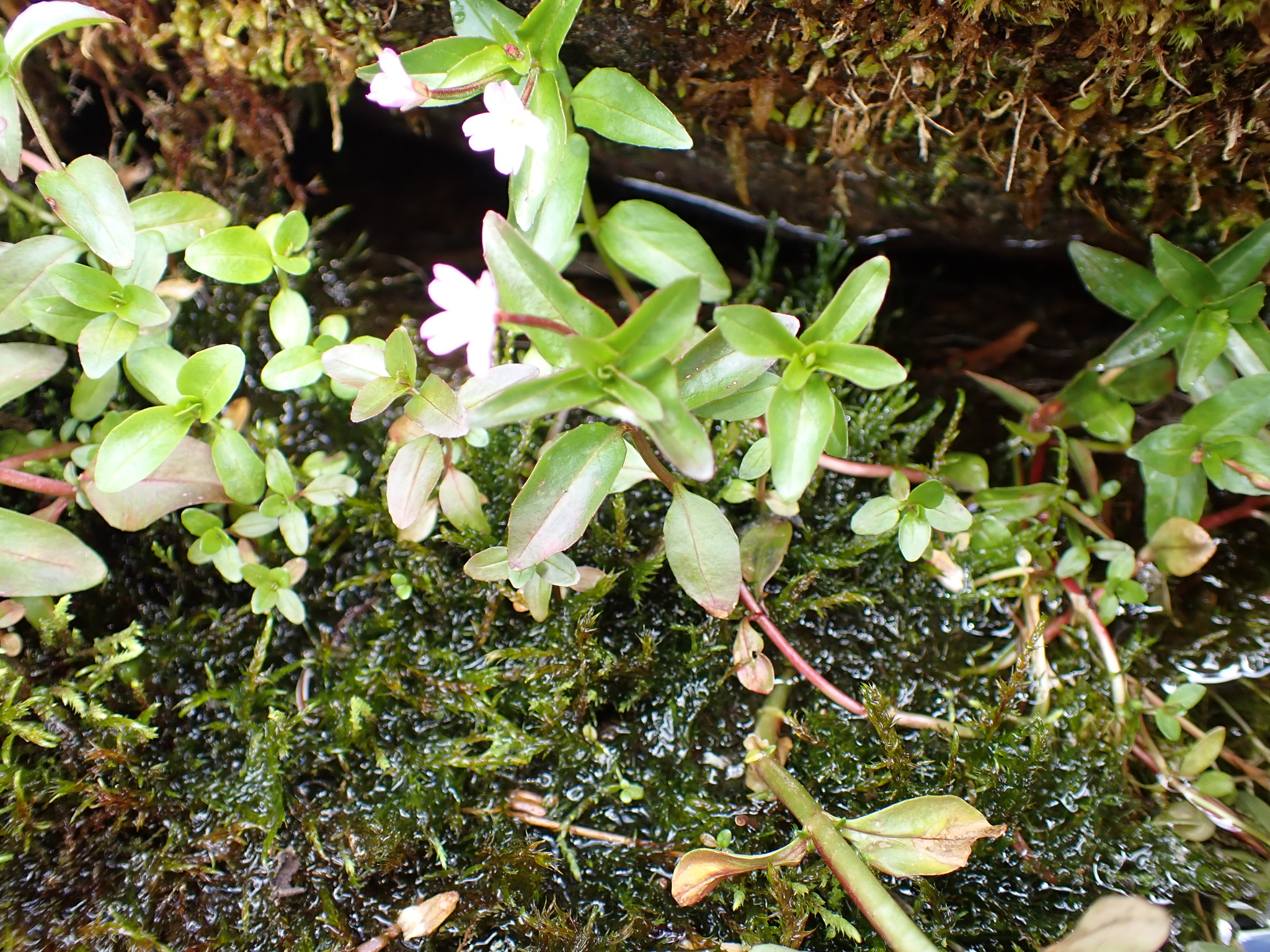 Imagem de Não há um nome popular amplamente reconhecido para "Epilobium hornemannii" no Brasil