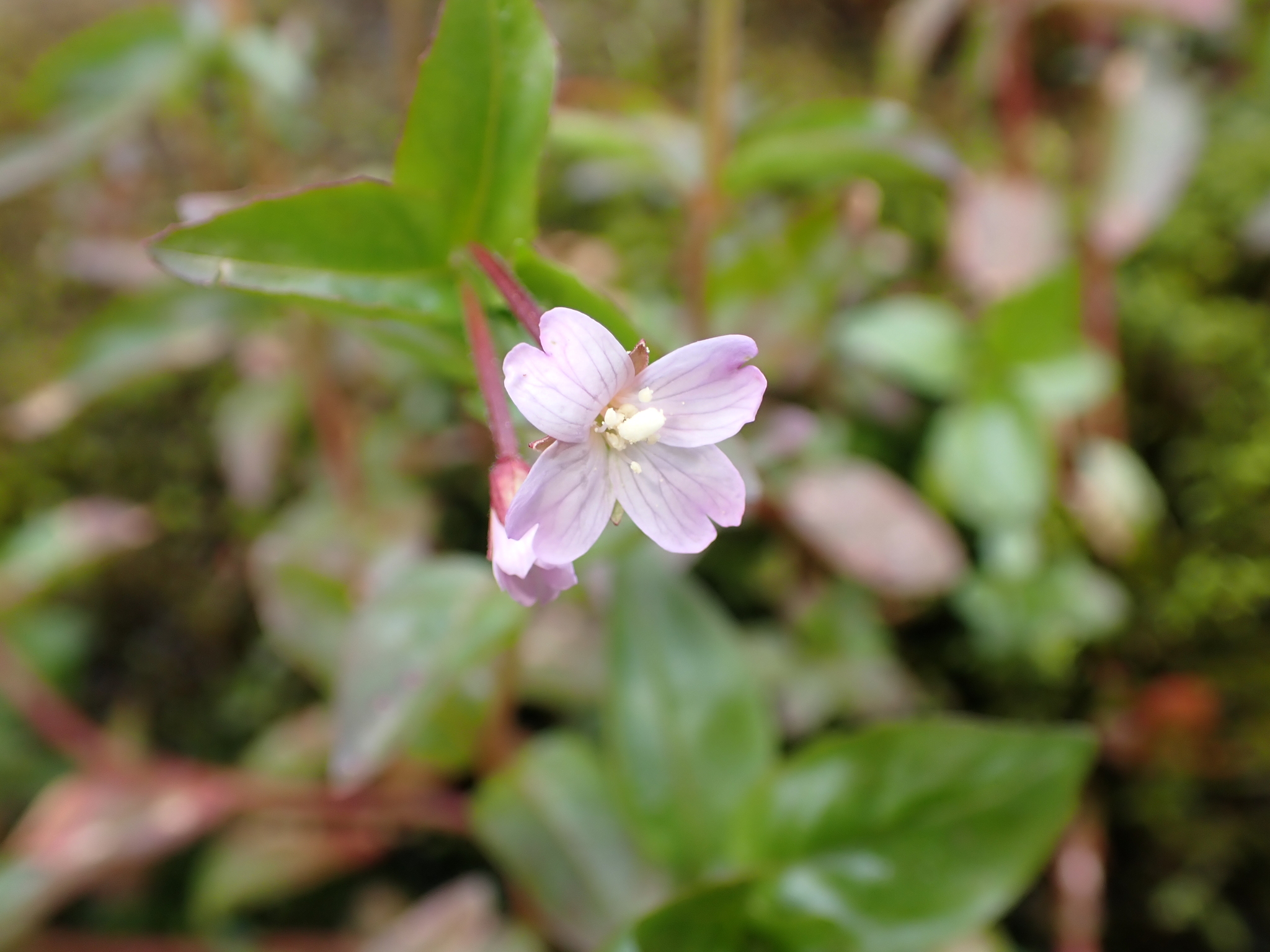 Imagem de Não há um nome popular amplamente reconhecido para "Epilobium hornemannii" no Brasil