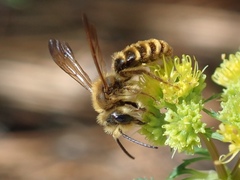 Andrena auricoma