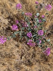 Abronia angustifolia