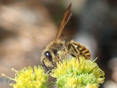 Andrena auricoma